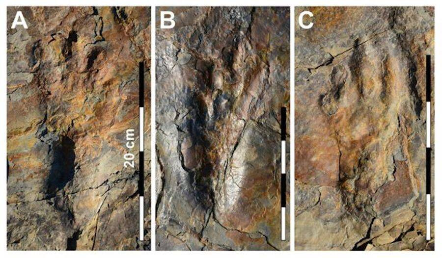 Ban đầu, nhóm nghiên cứu cho rằng đó có thể là dấu chân của loài bò sát biết bay gọi là thằn lằn bay. Tuy nhiên, nghiên cứu mới cho thấy các dấu chân thuộc về loài cá sấu cổ đại đi bằng 2 chân. Ảnh: Kyung Soo Kim/CU Denver.