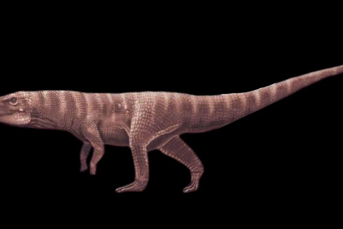 Đặc biệt, một số dấu chân hóa thạch có thể nhìn thấy rõ từ gót cho tới ngón chân và cả vết da chân. Ảnh: Theswaddle.