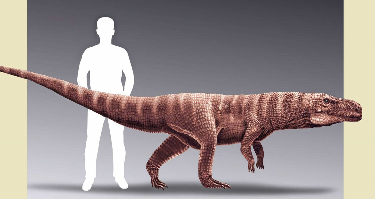 Nhóm nghiên cứu cho biết thêm những dấu chân mà loài cá sấu Batrachopus grandi để lại khá hẹp và hoàn toàn được tạo ra từ chi sau. Ảnh: Scienceillustrated.