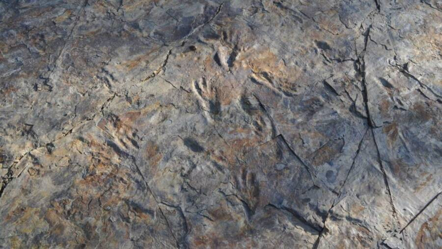 Kích thước trên tương đương với dấu chân của loài crocodylomporh - tổ tiên của cá sấu hiện đại đi bằng hai chân sau. Ảnh: Kyung Soo Kim/Chinju National University of Education.