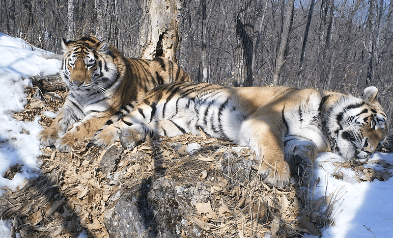 Ho Siberia di hon 200 km de tai hop 'nguoi yeu'