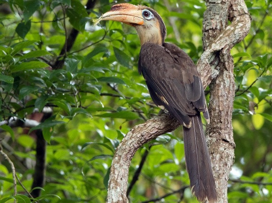 Chim trống có bộ lông rực rỡ và sáng màu hơn với phần lông mặt màu trắng và các phần dưới màu nâu cam nhạt. Trong khi đó, chim mái có bộ lông tối màu hơn, chủ yếu là màu nâu và phần lông trên mặt có màu đen. Ảnh: Ebird.org.