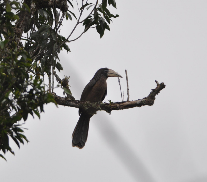 Chim niệc nâu có tên khoa học Anorrhinus austeni, thuộc họ hồng hoàng. Loài này nằm trong danh mục nhóm IB, động vật rừng nguy cấp, quý hiếm. Ảnh: observation.org.