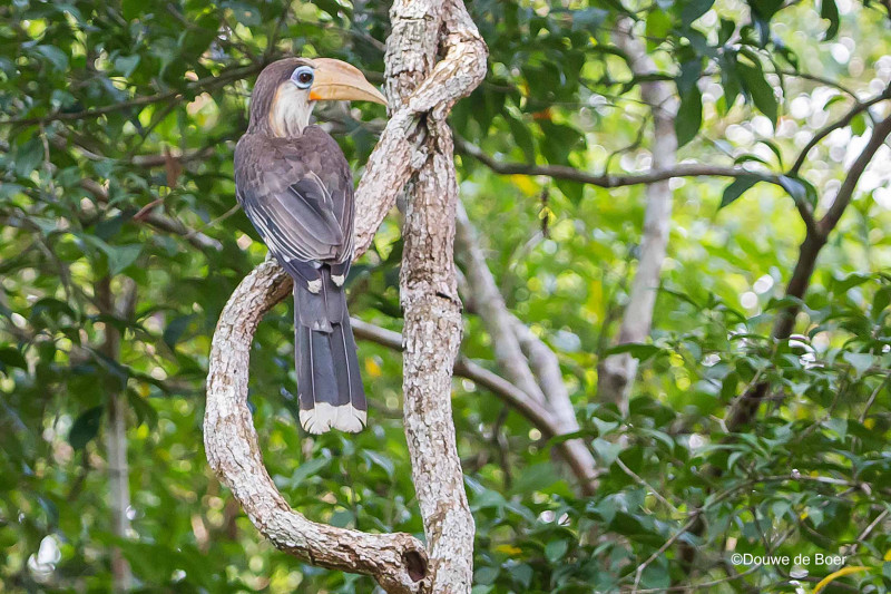 Vào thời điểm Hạt kiểm lâm TP Tuy Hòa tiếp nhận, cá thể chim niệc nâu ở tình trạng sức khỏe ổn định. Sau khi hoàn tất các thủ tục cần thiết, trình cấp có thẩm quyền phê duyệt, con chim quý hiếm sẽ được thả về môi trường tự nhiên. Ảnh: observation.org.