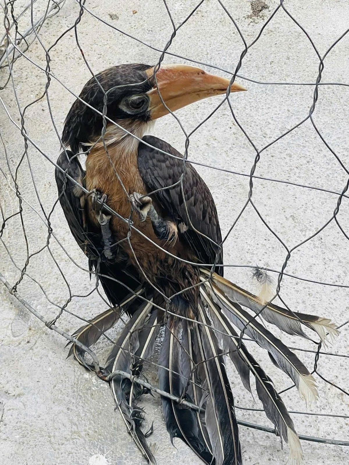 Trước đó, chị Trinh và gia đình phát hiện một con chim "lạ' lạc vào vườn nhà, vướng vào lưới chuồng nuôi gà nên đã tháo gỡ, đem về nuôi nhốt. Sau khi tìm hiểu, biết đó là loài chim quý hiếm, chị Trinh đã liên hệ, bàn giao cá thể chim niệc nâu cho cơ quan chức năng để thả về môi trường tự nhiên. Ảnh: Hạt kiểm lâm TP Tuy Hòa cung cấp.