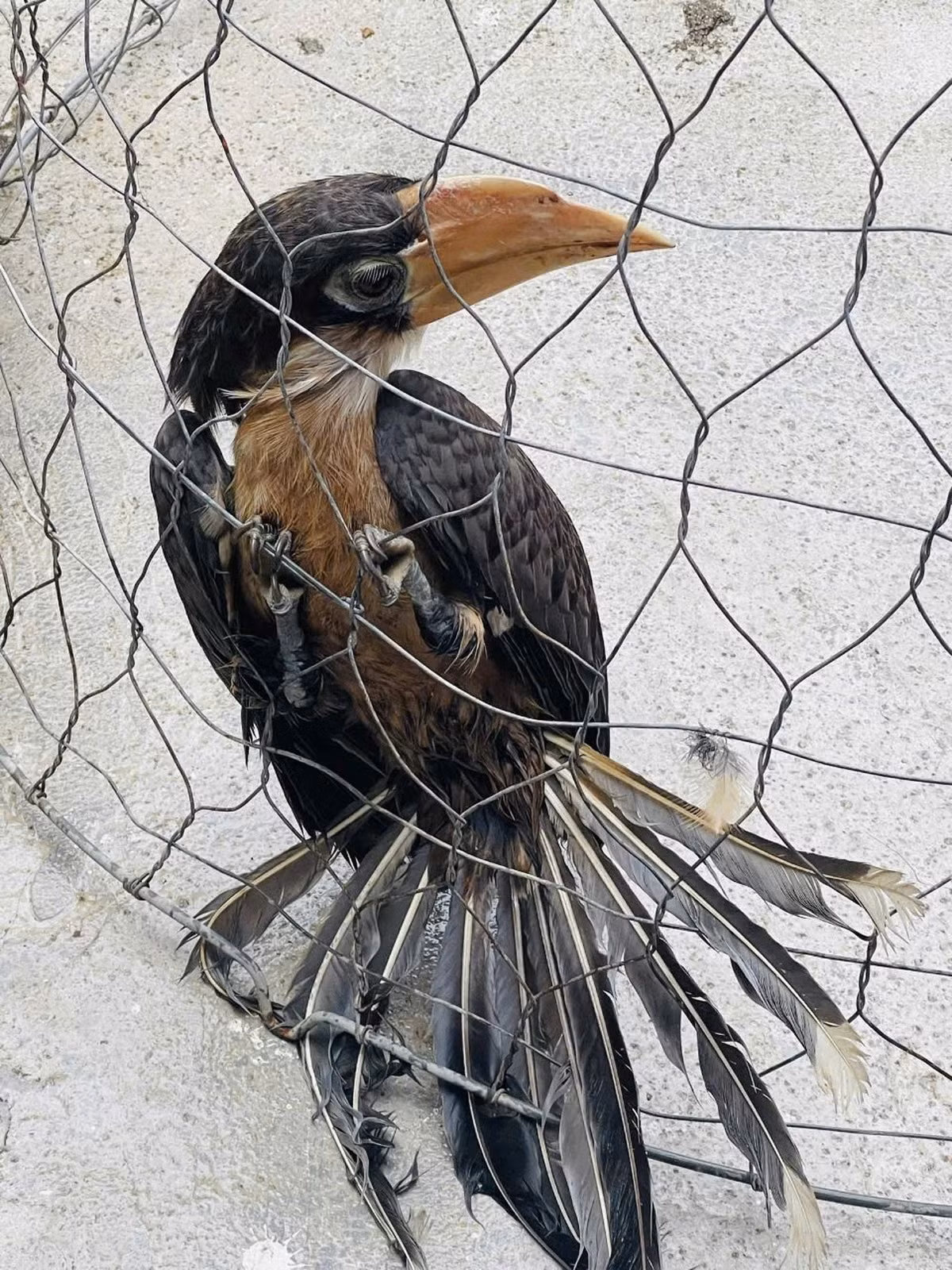 Trước đó, chị Trinh và gia đình phát hiện một con chim "lạ' lạc vào vườn nhà, vướng vào lưới chuồng nuôi gà nên đã tháo gỡ, đem về nuôi nhốt. Sau khi tìm hiểu, biết đó là loài chim quý hiếm, chị Trinh đã liên hệ, bàn giao cá thể chim niệc nâu cho cơ quan chức năng để thả về môi trường tự nhiên. Ảnh: Hạt kiểm lâm TP Tuy Hòa cung cấp.