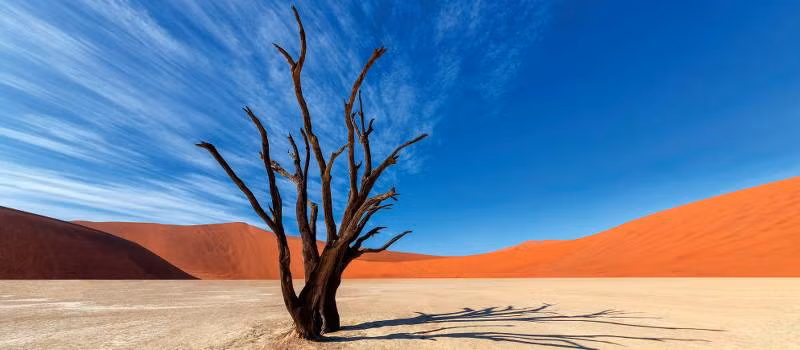 Nhiệt độ ở sa mạc Namib có thể lên tới 60 độ C vào ban ngày và xuống dưới 0 độ C vào ban đêm. Ảnh: Colours of Deadvlei | Peter Walton.