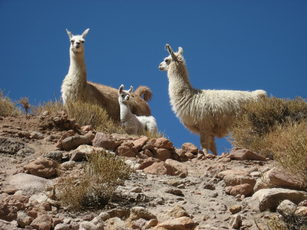 Hơn 1 triệu người sống ở sa mạc Atacama. Họ lấy nước chủ yếu từ các tầng nước ngầm và chăn nuôi lạc đà không bướu (còn gọi là lạc đà cừu) Llama cùng như lạc đà Alpaca. Ảnh: sumak-travel.