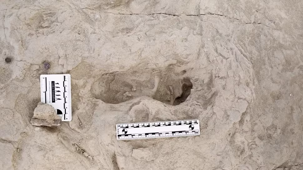 Một số dấu chân hóa thạch đã được tìm thấy ở Đông Phi, ví dụ như dấu chân nổi tiếng ở Laetoli, Tanzania, do loài Australopithecus afarensis của Lucy tạo ra cách đây 3,6 triệu năm. Thế nhưng, các nhà nghiên cứu nhận thấy một điều độc đáo về dấu chân tìm thấy ở Koobi Fora: Hai loài hai chân có bàn chân khác biệt đáng kể đã tạo ra những dấu chân dọc theo bờ hồ cách nhau vài tiếng đồng hồ.