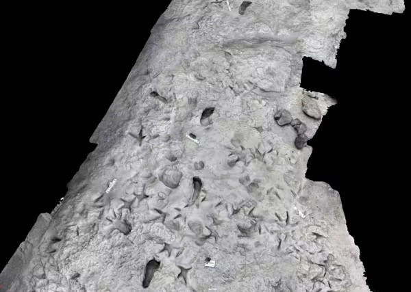 Dù vậy, ông Kevin cho biết hàng chục dấu chân được tạo ra bởi một cá thể P. boisei, người đi giày cỡ 8,5 của nam hoặc cỡ 10 của nữ, trong khi dấu chân riêng lẻ của H. erectus nhỏ hơn, khoảng cỡ 4 của nữ đến cỡ 6 của nam.