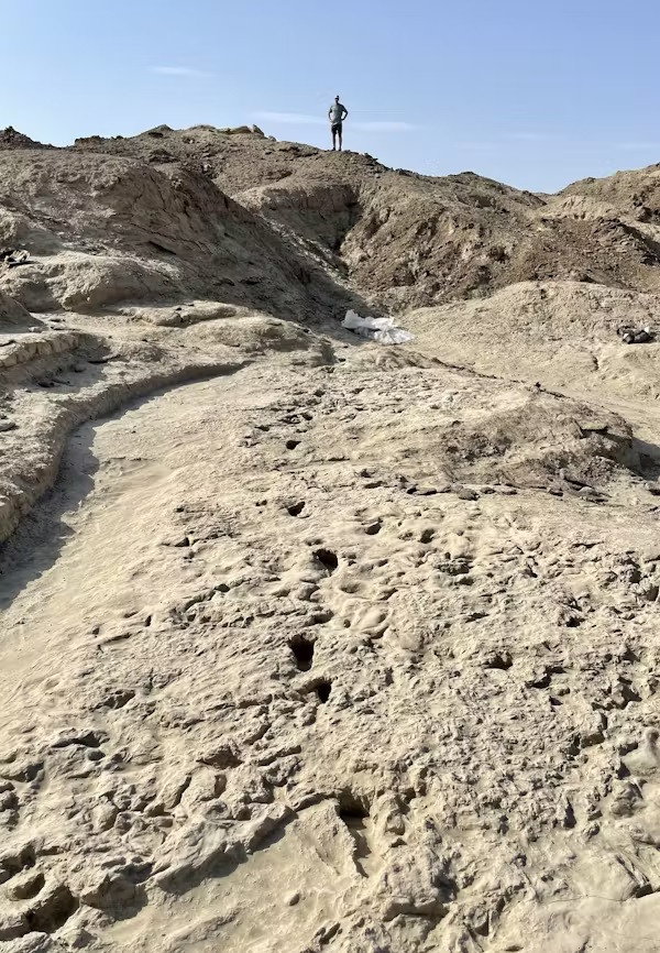 Zach Throckmorton, nhà cổ nhân chủng học tại Đại học bang Colorado, Mỹ, cho biết: "Những so sánh về dấu chân của chuyên gia Kevin và các đồng nghiệp cung cấp bằng chứng thuyết phục và hấp dẫn về sự cùng tồn tại của Homo erectus và Paranthropus boisei tại Koobi Fora ở Kenya khoảng 1,5 triệu năm trước".