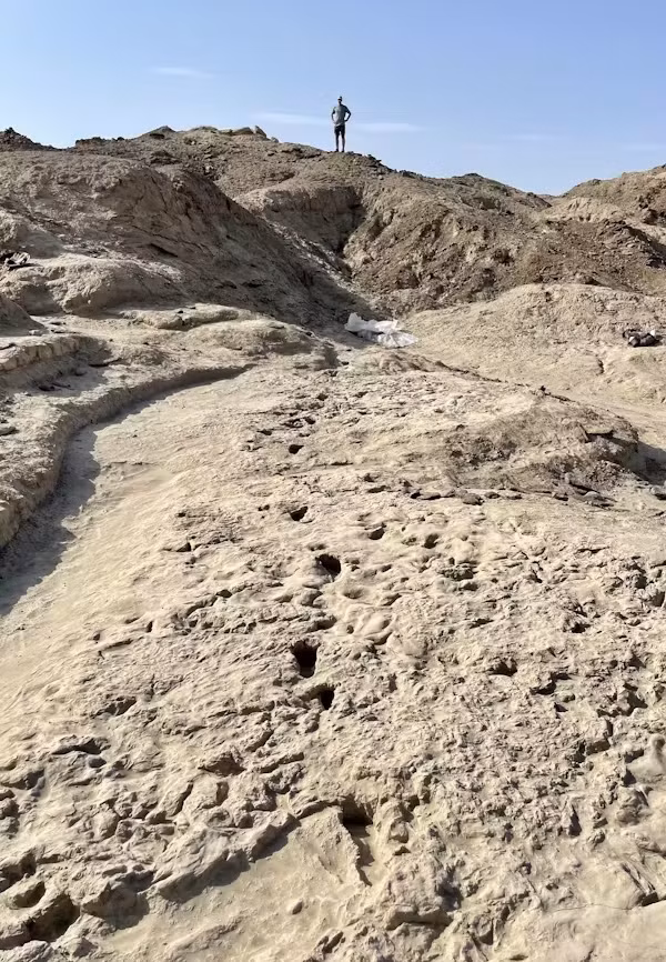 Zach Throckmorton, nhà cổ nhân chủng học tại Đại học bang Colorado, Mỹ, cho biết: "Những so sánh về dấu chân của chuyên gia Kevin và các đồng nghiệp cung cấp bằng chứng thuyết phục và hấp dẫn về sự cùng tồn tại của Homo erectus và Paranthropus boisei tại Koobi Fora ở Kenya khoảng 1,5 triệu năm trước".