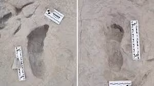 Con đường mòn - nơi phát hiện các dấu chân tại Koobi Fora - dài khoảng 8m và bao gồm một đường mòn gồm một số dấu chân do một cá thể tạo ra và 3 dấu chân khác do những cá thể khác để lại. Một con cò marabou khổng lồ đã tuyệt chủng (Leptoptilos falconeri) cũng đã theo dấu qua lớp bùn ướt, được chôn vùi và bảo quản.