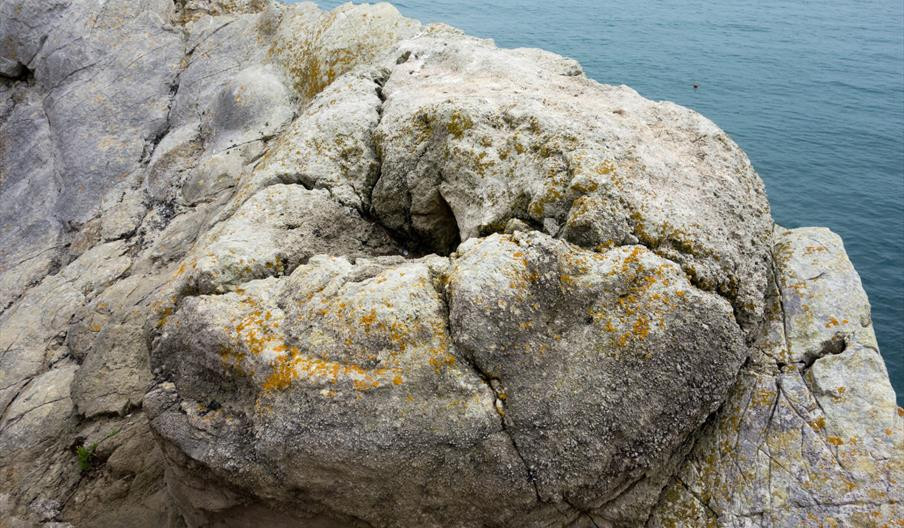 Các loài cây lá kim, cây dương xỉ và cây tuế cổ đại đã mọc lên ở khu vực hiện nay là bờ biển phía nam nước Anh khi nước biển rút. Ảnh: jurassiccoast.