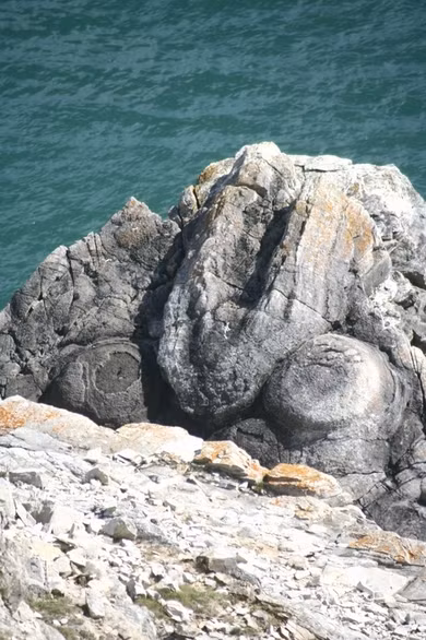 Các gờ tảo ở Rừng Hóa thạch nằm ở giữa vách đá hướng ra eo biển Manche. Hầu hết các phần gỗ còn lại bên trong gờ đều thuộc về một loại cây bách cổ đại có tên là Protocupressinoxylon và những phần còn lại này vẫn còn bám rễ trong đất thời tiền sử. Với khám phá này, Rừng hóa thạch đã cung cấp thông tin về môi trường cổ đại mà khủng long sinh sống vào cuối kỷ Jura. Ảnh: dorsetcamper.