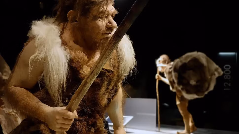 Dựa trên một bản dựng mới về người Neanderthal, các nhà nghiên cứu phát hiện họ sở hữu lồng ngực lớn hơn đáng kể so với người Homo sapiens (tổ tiên của người hiện đại). Ảnh: Arterra Picture Library / Alamy Stock Photo.