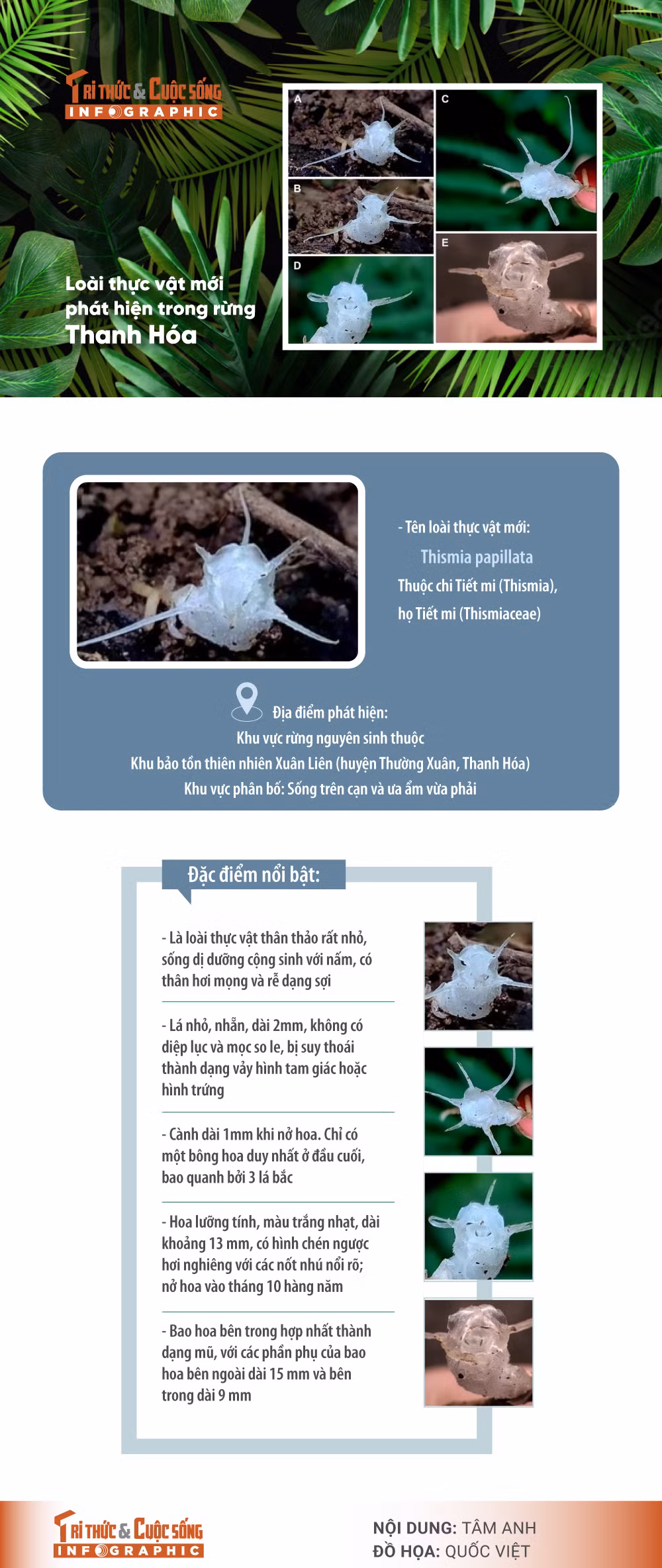 [INFOGRAPHIC] Loai thuc vat moi phat hien trong rung o Thanh Hoa