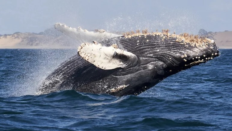 Cá voi lưng gù thường bơi theo mô hình di cư thống nhất, di chuyển giữa địa điểm kiếm ăn ở vùng biển lạnh gần các cực và nơi sinh sản gần vùng nhiệt đới hơn. Chúng có thể bơi hơn 8.000 km theo hướng bắc - nam mỗi năm. Chúng thường không di chuyển xa theo hướng đông - tây và không hòa lẫn vào quần thể khác. Ảnh: NDTV.