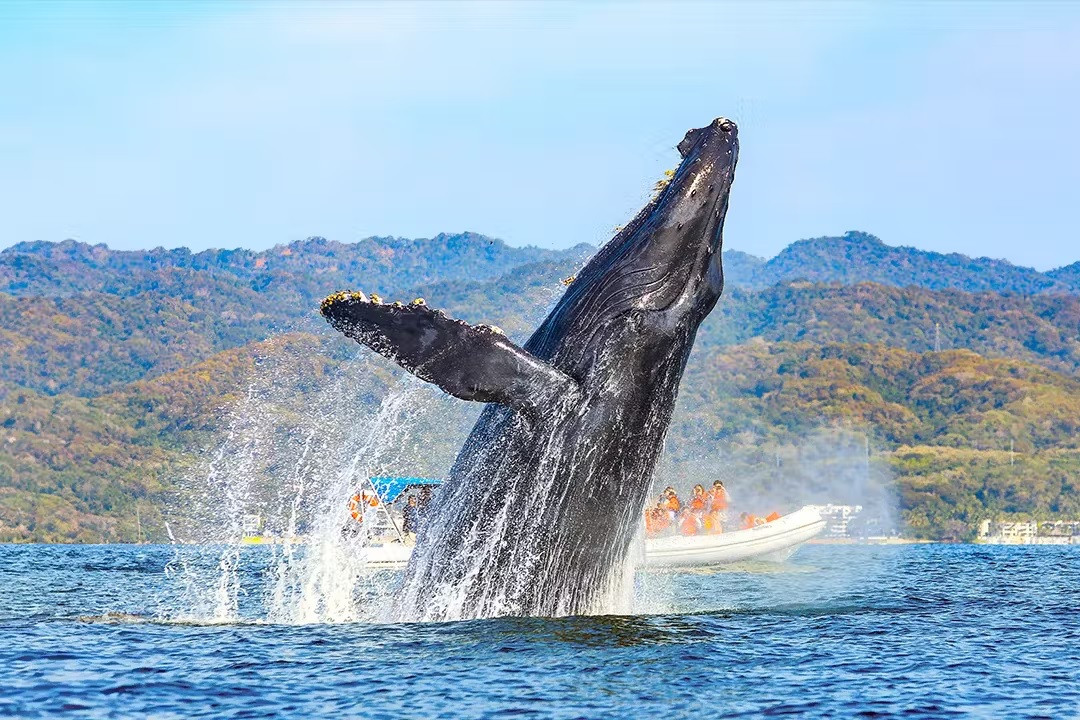 Hành trình vượt đại dương được nhóm chuyên gia quan sát trong nghiên cứu mới đây cho thấy hoạt động di cư của cá voi lưng gù phức tạp hơn so với suy đoán trước đây. Trong khi các nhà khoa học từng vài lần ghi nhận hành trình di cư tương tự một con cá voi lưng gù cái bơi 9.800 km từ Brazil tới Madagascar từ năm 1999 - 2001, con cá voi lưng gù đực trong nghiên cứu mới lập kỷ lục về khoảng cách trong khi di chuyển từ nơi sinh sản này tới nơi khác. Ảnh: vallarta-adventures.