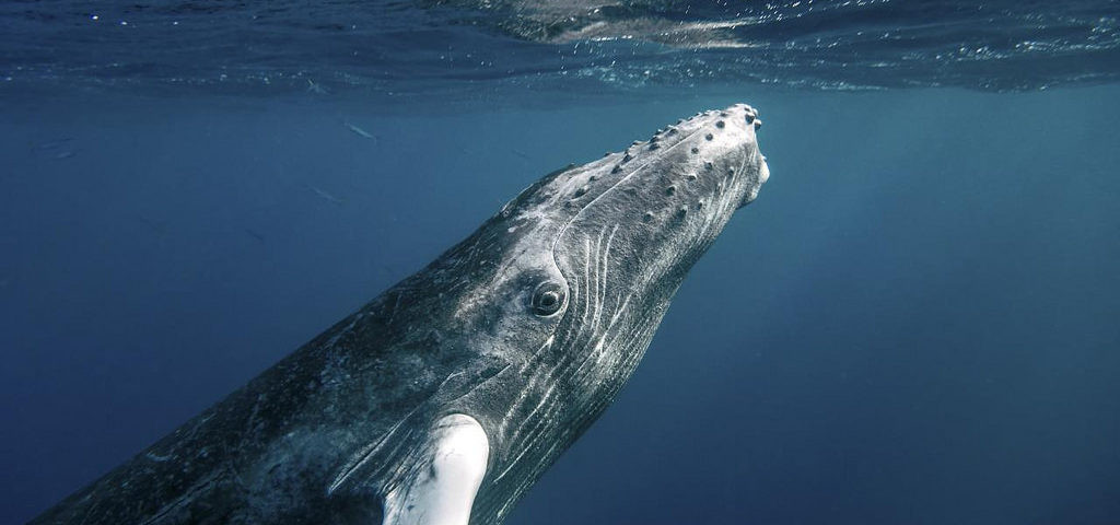 Ekaterina Kalashnikova, tác giả chính của nghiên cứu, là nhà sinh vật học làm việc trong Chương trình cá voi Tanzania và Trung tâm nghiên cứu khoa học Barazuto ở Mozambique cho hay phát hiện mới giúp tăng hiểu biết về hệ sinh thái của loài cá voi lưng gù. Ảnh: 2seewhales.