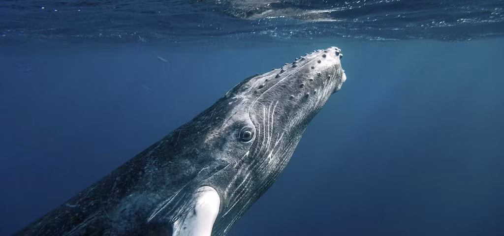 Ekaterina Kalashnikova, tác giả chính của nghiên cứu, là nhà sinh vật học làm việc trong Chương trình cá voi Tanzania và Trung tâm nghiên cứu khoa học Barazuto ở Mozambique cho hay phát hiện mới giúp tăng hiểu biết về hệ sinh thái của loài cá voi lưng gù. Ảnh: 2seewhales.