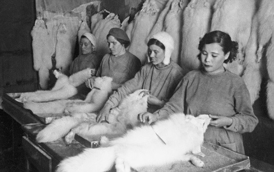 Nữ công nhân tại nhà máy "Red Chum" làm sạch da cáo Bắc Cực, Anadyr năm 1942.