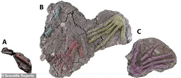 Một số chuyên gia gợi ý rằng, những bàn tay trên có thể được đặt vào trong hố chôn cất trong khoảng 24 - 48 giờ sau khi các chiến binh chặt tay kẻ thù.