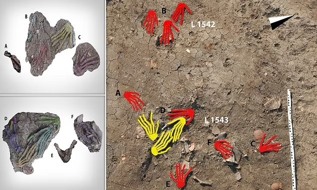 Các chuyên gia ước tình độ tuổi tối thiểu của những người có bàn tay bị chặt khoảng 14 - 21 tuổi. Tuy nhiên, hiện họ chưa thể xác định những bàn tay này bị chặt sau khi nạn nhân chết hay khi họ vẫn còn sống.