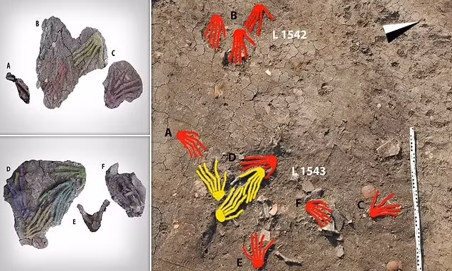 Các chuyên gia ước tình độ tuổi tối thiểu của những người có bàn tay bị chặt khoảng 14 - 21 tuổi. Tuy nhiên, hiện họ chưa thể xác định những bàn tay này bị chặt sau khi nạn nhân chết hay khi họ vẫn còn sống.