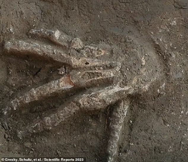 Theo nghiên cứu của các nhà khoa học, 12 bàn tay trên đều là bàn tay phải, chủ yếu là của đàn ông và có thể 1 bàn tay thuộc về phụ nữ.