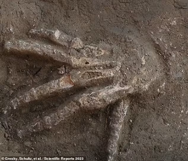 Theo nghiên cứu của các nhà khoa học, 12 bàn tay trên đều là bàn tay phải, chủ yếu là của đàn ông và có thể 1 bàn tay thuộc về phụ nữ.