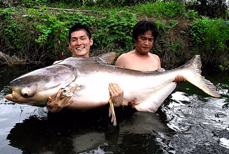 Cá tra dầu khổng lồ sông Mekong là một trong những loài cá nước ngọt lớn và quý hiếm nhất thế giới. Khi trưởng thành, mỗi cá thể có thể đạt chiều dài gần 3m và nặng khoảng 300 kg. Người dân hiếm khi bắt một con cá tra dầu ngoài tự nhiên. Theo đó, việc phát hiện 6 con cá tra dầu khổng lồ chỉ trong 5 ngày là điều chưa từng có. Ảnh: megafishingthailand.
