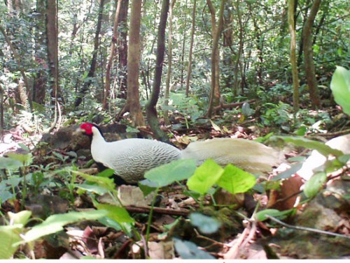 Gà lôi trắng thường làm tổ trên mặt đất. Tổ rất đơn giản là một đám lá khô hay hõm đất nông. Thức ăn chính của chúng là các loài hạt, quả, củ và côn trùng trên mặt đất. Ảnh: Trung tâm bảo tồn thiên nhiên Việt.