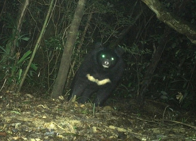 Gấu ngựa có tên khoa học là Ursus thibetanus hay Ursus tibetanus, còn được biết đến với tên gọi gấu đen Tây Tạng, gấu đen Himalaya hay gấu đen châu Á. Ảnh: Ban Quản lý Khu Bảo tồn thiên nhiên Bắc Hướng Hóa.