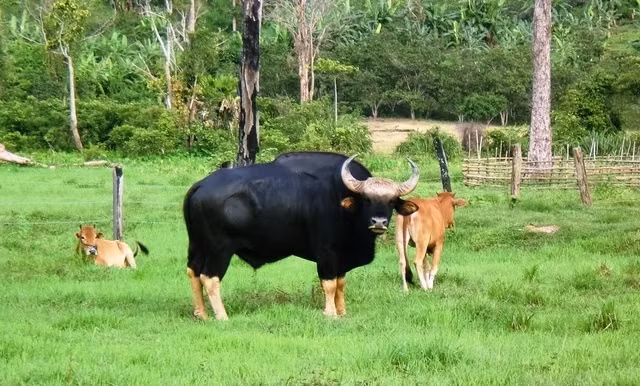 Tại Việt Nam, loài bò tót phân bố ở Ninh Thuận, Quảng Trị, Nghệ An, Khánh Hòa, Lâm Đồng, Đồng Nai... Ảnh: Vườn quốc gia Phước Bình cung cấp.