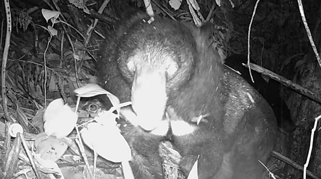 Cá thể gấu ngựa khi trưởng thành nặng khoảng 80 - 180 kg. Chúng có thân béo, tai tròn, chân trước, chân sau có 5 ngón, đi bằng bàn chân sau. Bộ lông của gấu ngựa có màu đen tuyền, lông hai bên cổ dài tạo thành bờm, ngực có yếm hình chữ V, đuôi ngắn và không thò ra khỏi bộ lông. Ảnh: Người lao động.