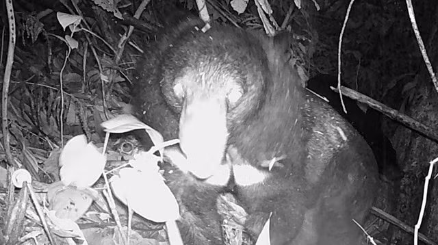 Cá thể gấu ngựa khi trưởng thành nặng khoảng 80 - 180 kg. Chúng có thân béo, tai tròn, chân trước, chân sau có 5 ngón, đi bằng bàn chân sau. Bộ lông của gấu ngựa có màu đen tuyền, lông hai bên cổ dài tạo thành bờm, ngực có yếm hình chữ V, đuôi ngắn và không thò ra khỏi bộ lông. Ảnh: Người lao động.