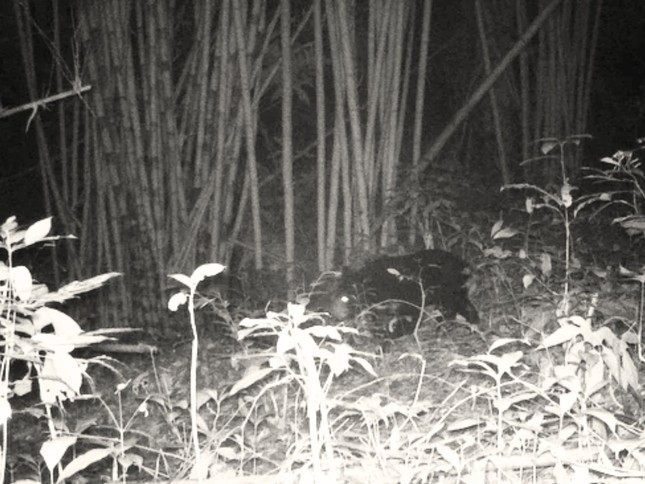 Theo ông Đào Xuân Thủy - Giám đốc Vườn quốc gia Chư Mom Ray, bẫy ảnh của đơn vị đã ghi nhận sự xuất hiện của nhiều loài động vật quý hiếm, có nguy cơ tuyệt chủng, bao gồm gấu ngựa, bò tót. Ảnh: Vườn quốc gia Chư Mom Ray.