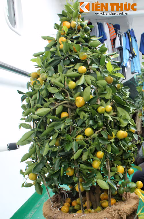 Cận cảnh một chậu quất trên boong tàu chuẩn bị ra Trường Sa đón tết cùng các chiến sĩ.