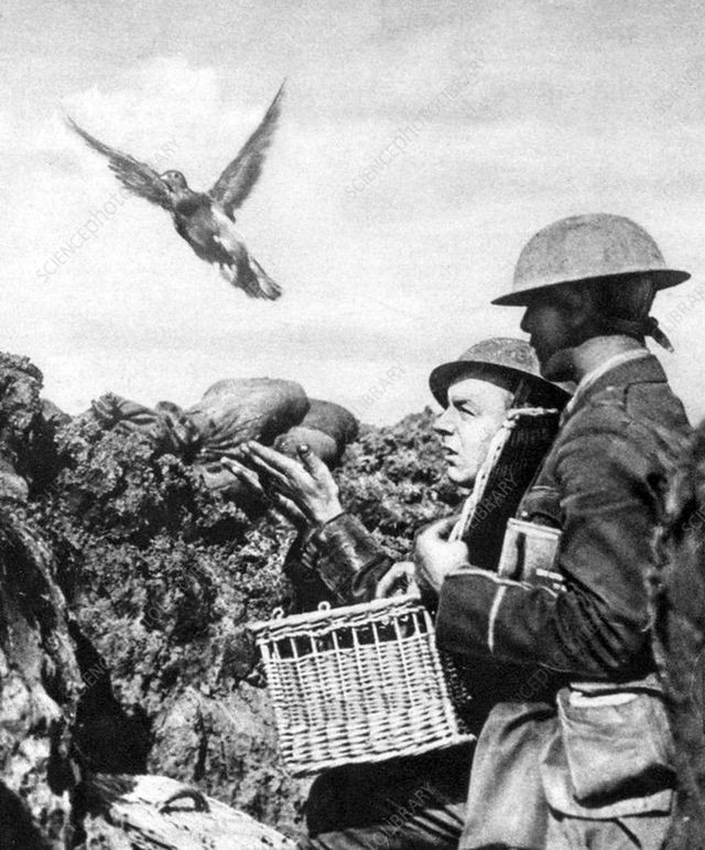 Nếu như hàng ngàn năm trước, bồ câu được sử dụng cho mục đích giải trí, điển hình là tại gánh xiếc, những trò ảo thuật thì ngày nay chúng còn tham gia vào những giải đua đầy kịch tính.