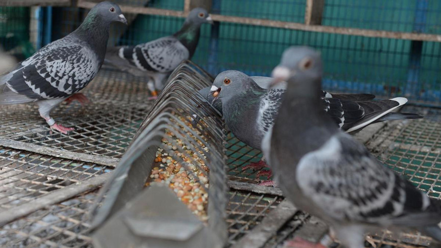 Bỉ, Hà Lan, Anh và một số nước phương Tây hiện được đánh giá là nơi cho ra đời những tay đua bồ câu có chất lượng tốt nhất thế giới.