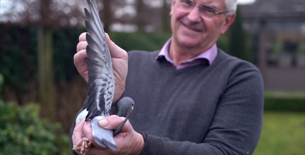 Khác với bồ câu thường, Armando có chế độ dinh dưỡng, thuốc men và điều kiện chuồng trại vô cùng đặc biệt.