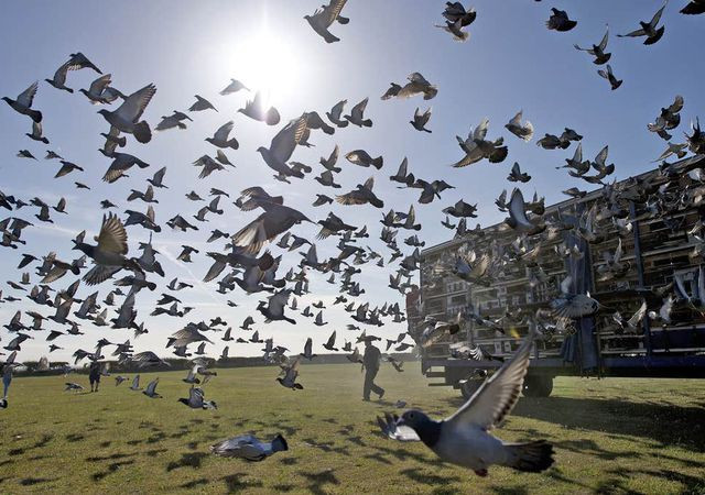 Thêm nữa, những chú bồ câu Armando còn phải trải qua khổ luyện mới có thể trở thành tay đua giỏi.