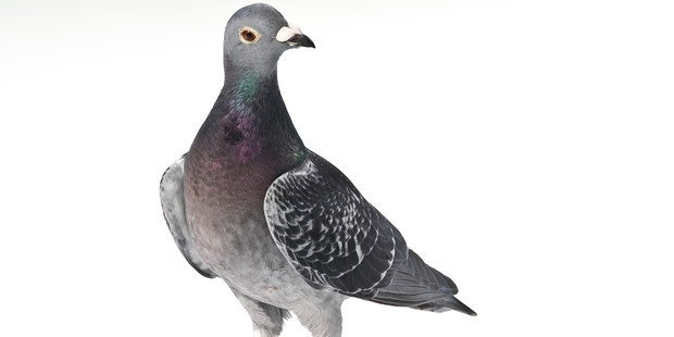 Cũng chính vì điều này mà các nhà nuôi và huấn luyện chim bồ câu đua thực hiện việc chọn giống, lai tạo rất nghiêm ngặt.