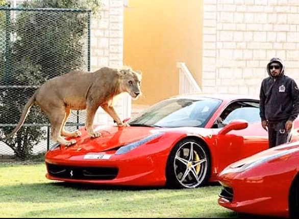 Sư tử được chủ nhân ưu ái cho trèo lên đầu siêu xe.