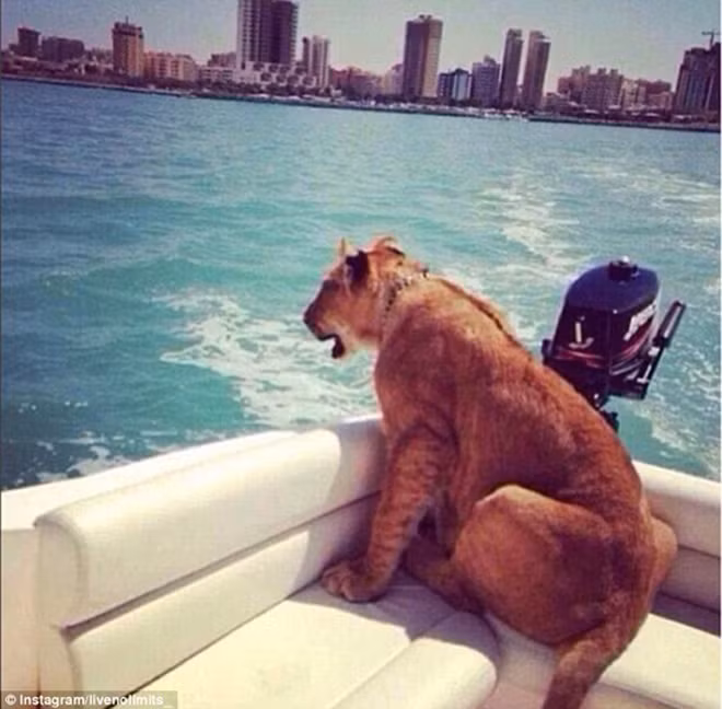 Trở thành thú cưng của nhà giàu, hổ, báo thường xuyên góp mặt trong những chuyến du lịch xa xỉ.