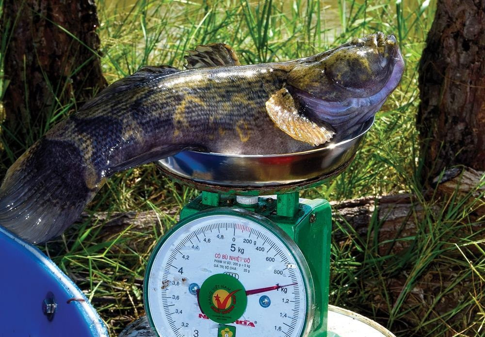 Hiện, giá cá bống tượng ở Cà Mau dao động trong khoảng trên dưới 500.000 đồng/kg. Ảnh: Đất mũi.