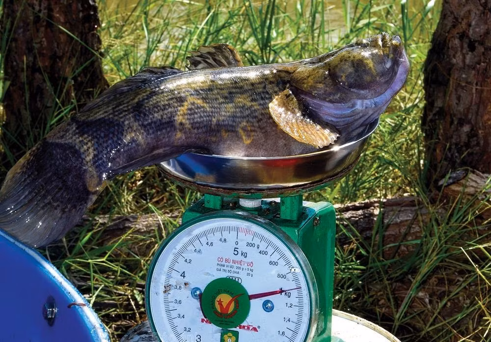 Hiện, giá cá bống tượng ở Cà Mau dao động trong khoảng trên dưới 500.000 đồng/kg. Ảnh: Đất mũi.