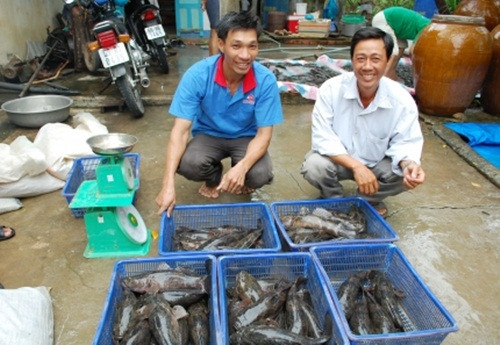 Nhiều hộ không cầm cự được phải nghỉ nuôi cá. Ảnh: Tapchithuysan.