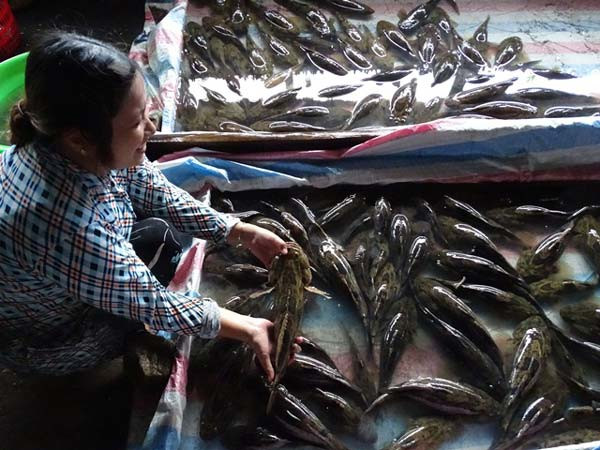 Sau một thời gian dài rớt giá, từ đầu năm đến nay, cá bống tượng ở Cà Mau đột ngột tăng giá, đem lại thu nhập cao cho người nuôi. Ảnh: Cổng TTDDT Cà Mau.